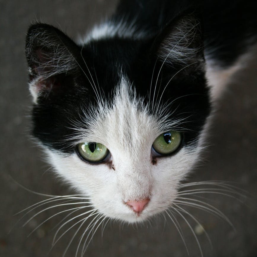 close up portrait of cat